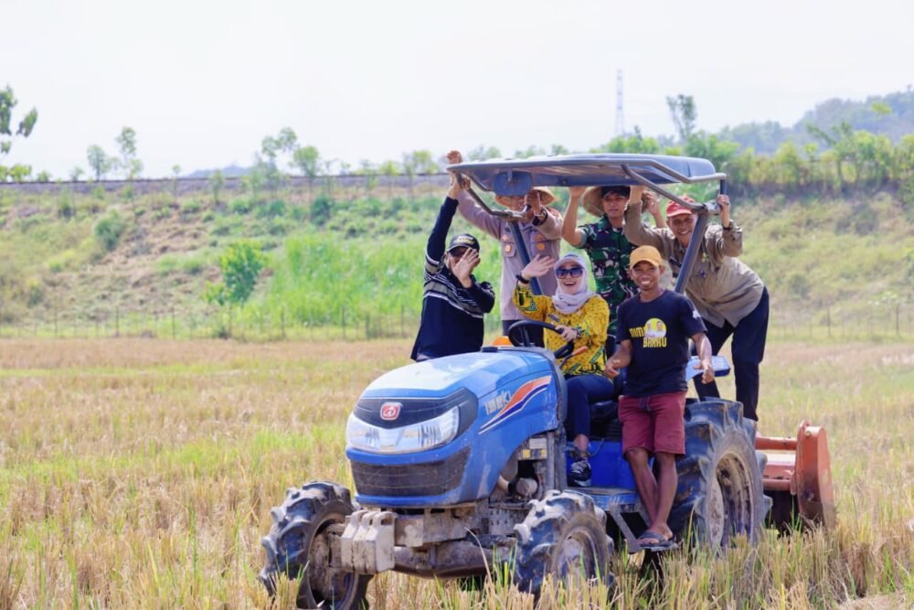 Bupati Barru Tinjau Lahan Budidaya Padi Varietas Soeharto, Optimis Dongkrak Kesejahteraan Petani